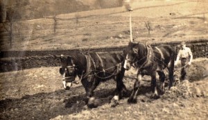 Ball Beard Farm Fred Handford