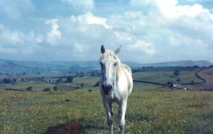 Horse, New Mills, Fred Handford