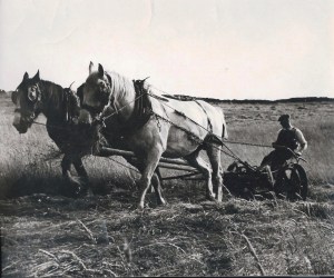 Fred Handford, Ball Beard Farm